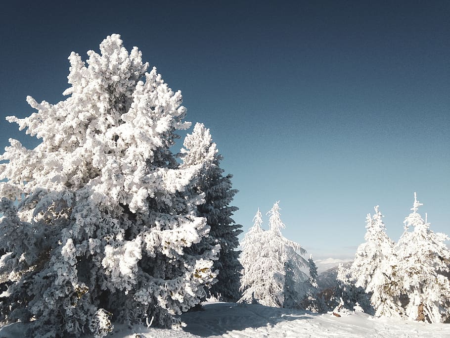 trees covered by snow, nature, ice, outdoors, plant, fir, abies HD wallpaper