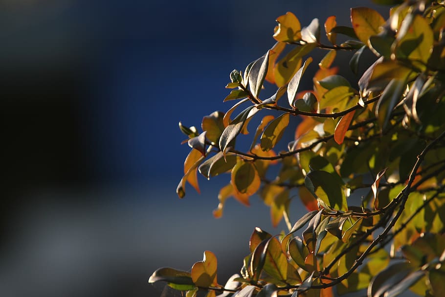 leaf, plant, growth, beauty in nature, plant part, close-up HD wallpaper