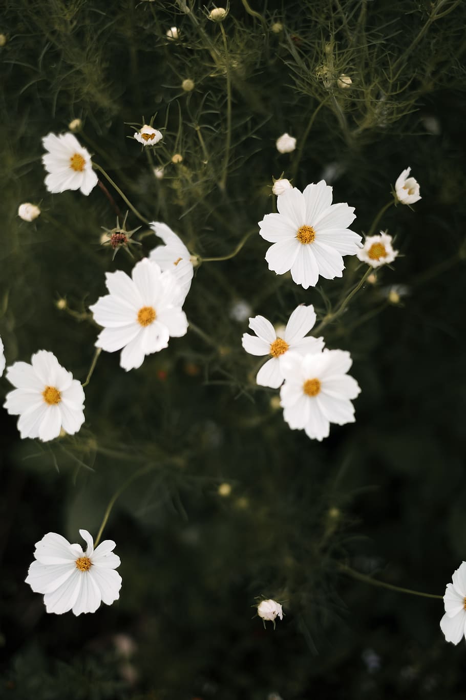 indonesia, padang, flower, flowering plant, fragility, vulnerability HD wallpaper