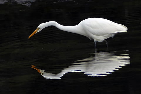 heron, white, reflection, feeding, eating, water, great egret HD wallpaper