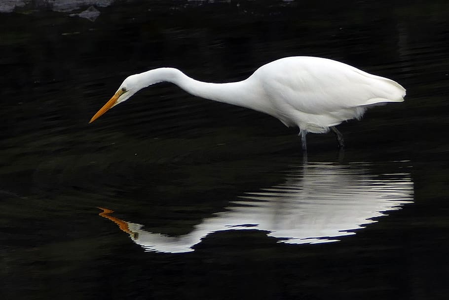 heron, white, reflection, feeding, eating, water, great egret HD wallpaper