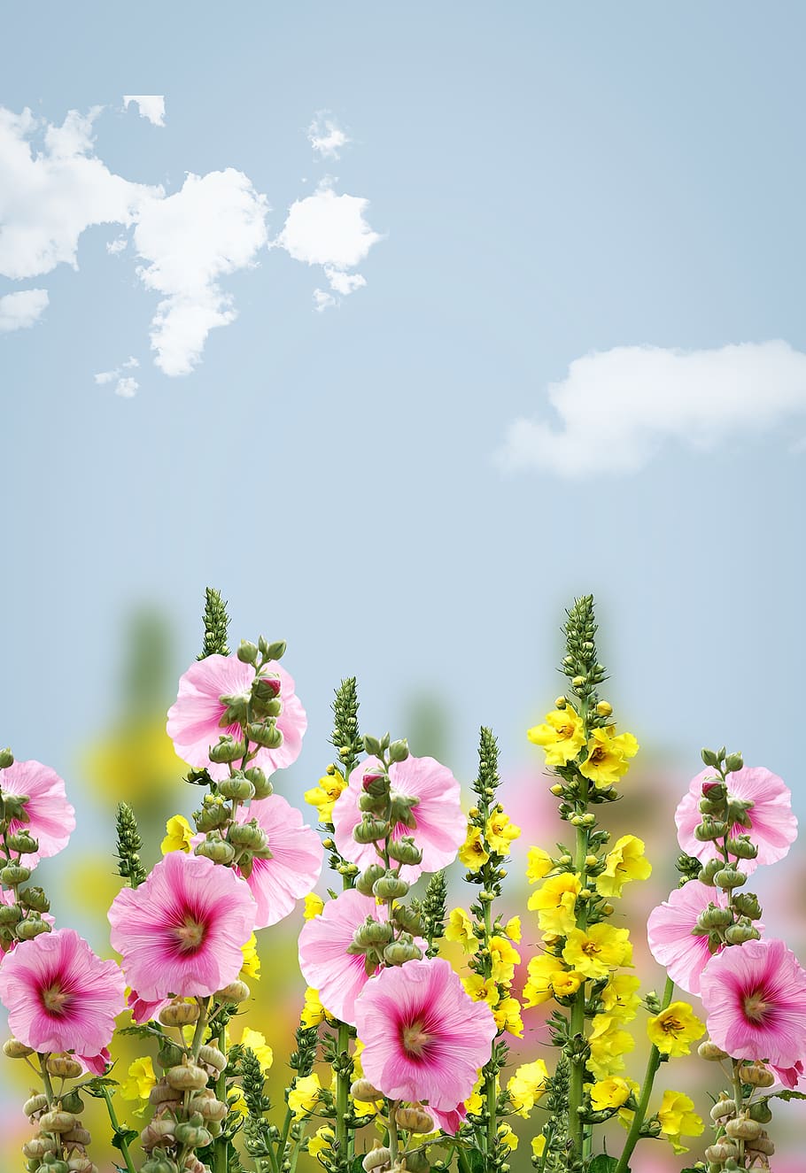 flowers, spring, background, nature, sky, text dom, copy space HD wallpaper