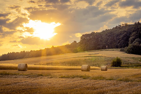 trees, forest, sun, field, nature, warm, summer, sunset, bale HD wallpaper