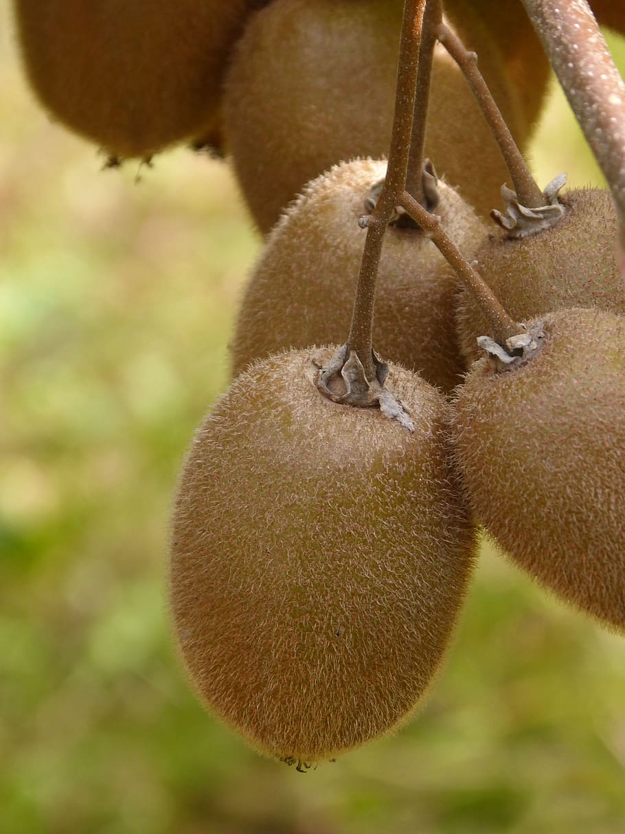 kiwi, fruit, natural, tree kiwi, grow up, close-up, food, food and drink HD wallpaper
