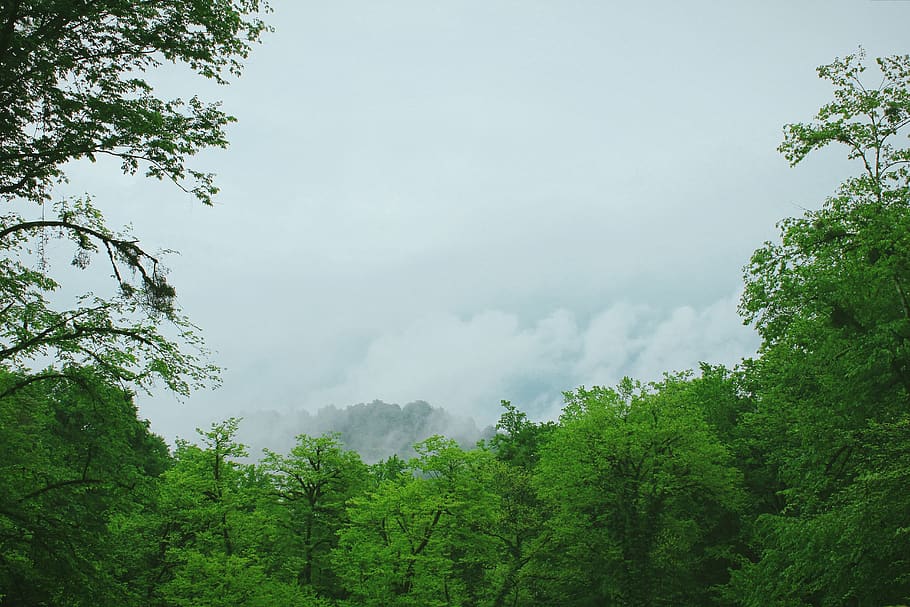 forest, green, fog, cloudy, tree, plant, green color, beauty in nature HD wallpaper