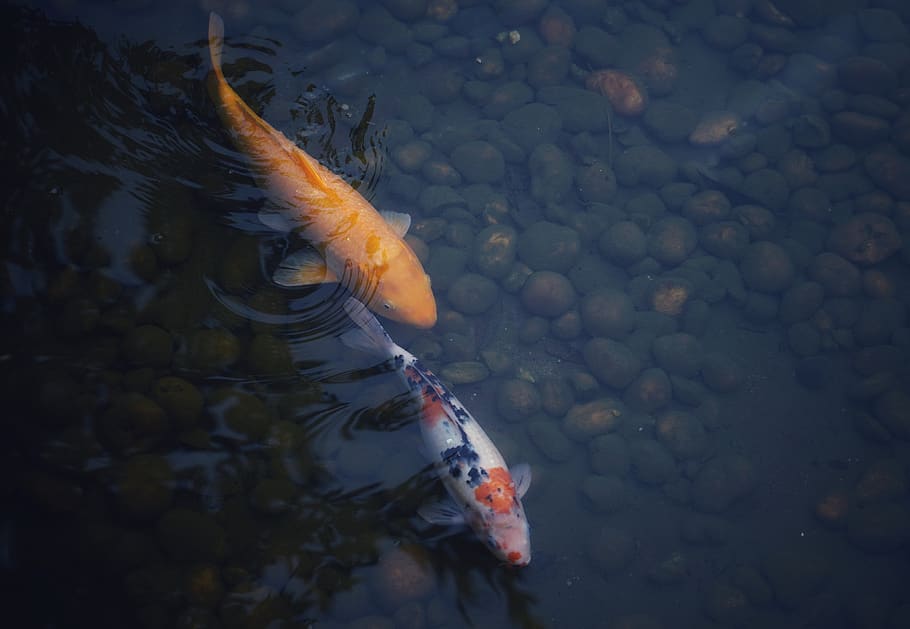 two koi fish in pond, animal, carp, aquatic, water, goldfish