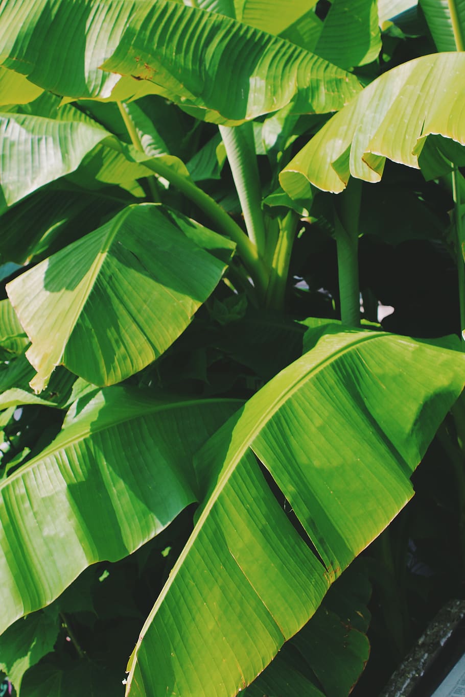 green, palm, leaf, leaves, palms, nature, outside, summer, bright HD wallpaper