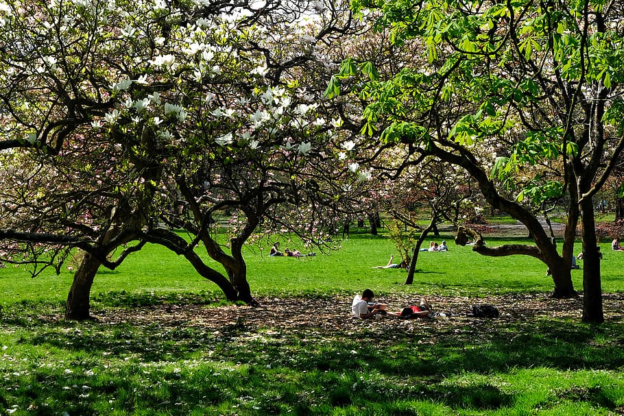 united kingdom, cardiff, parc bute park, blossom, flowers, picnic