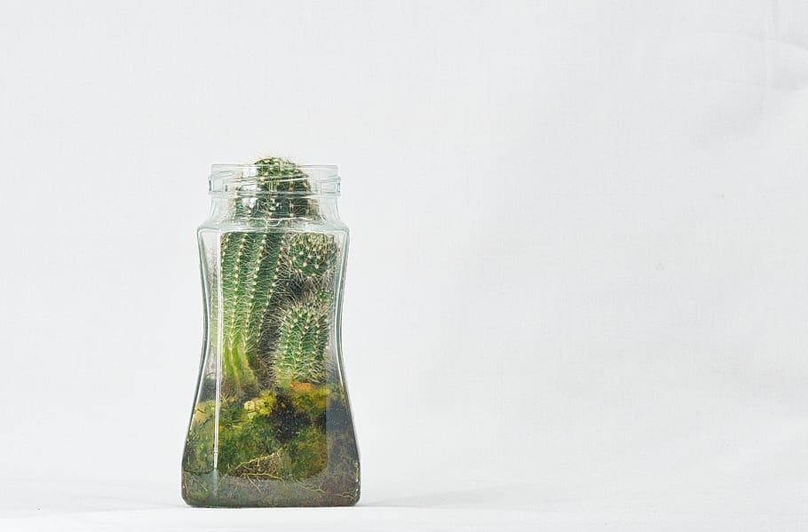 green cactus plant, hong kong, jar, bottle, studio shot, glass - material HD wallpaper