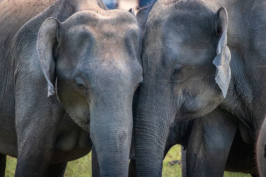 two gray elephants, animal themes, group of animals, mammal, animal wildlife HD wallpaper