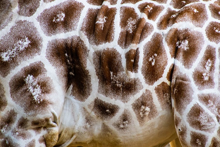 Close Up Photo Of Giraffe, animal, close-up, pattern, skin, wildlife HD wallpaper