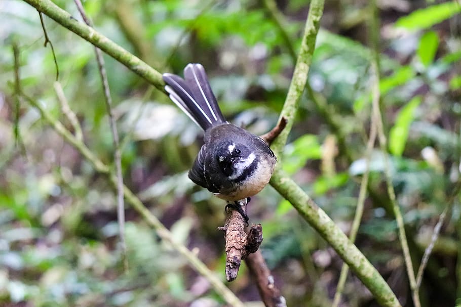animal, jay, bird, blue jay, beak, plant, blackbird, agelaius HD wallpaper