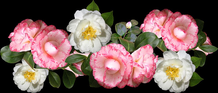 camellias, flowers, arrangement, garden, nature, flowering plant, HD wallpaper