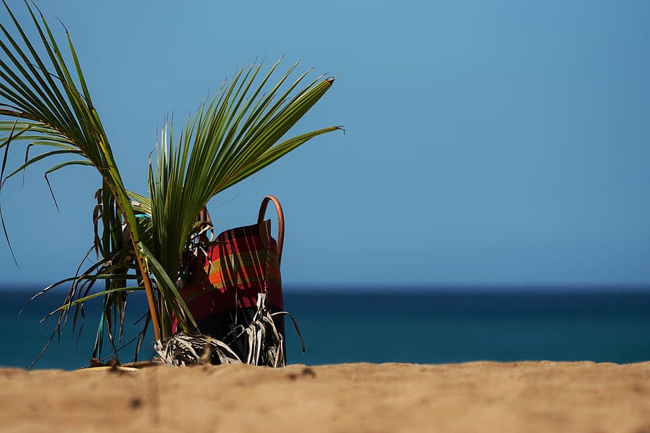 guadeloupe, sand, palm, tree, small, bag, beach, blue, sea, HD wallpaper
