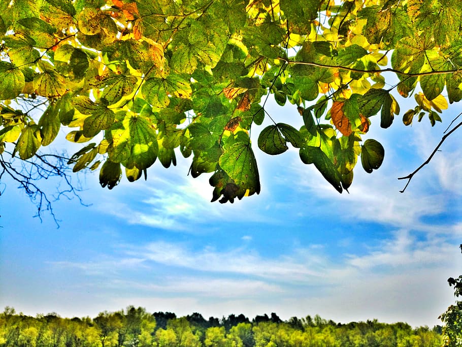 plant, tree, plant part, leaf, sky, nature, branch, beauty in nature HD wallpaper