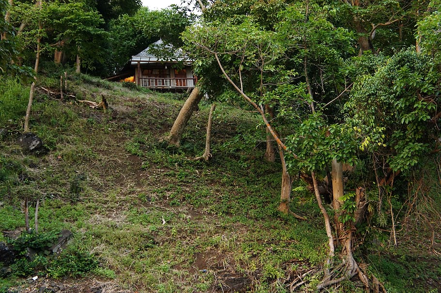 thailand, phi phi islands, house, plant, tree, built structure HD wallpaper