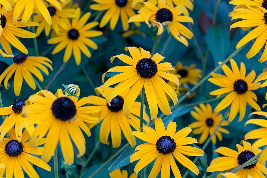 spring, flowers, bloom, garden, springtime, daisies, flowering plant HD wallpaper