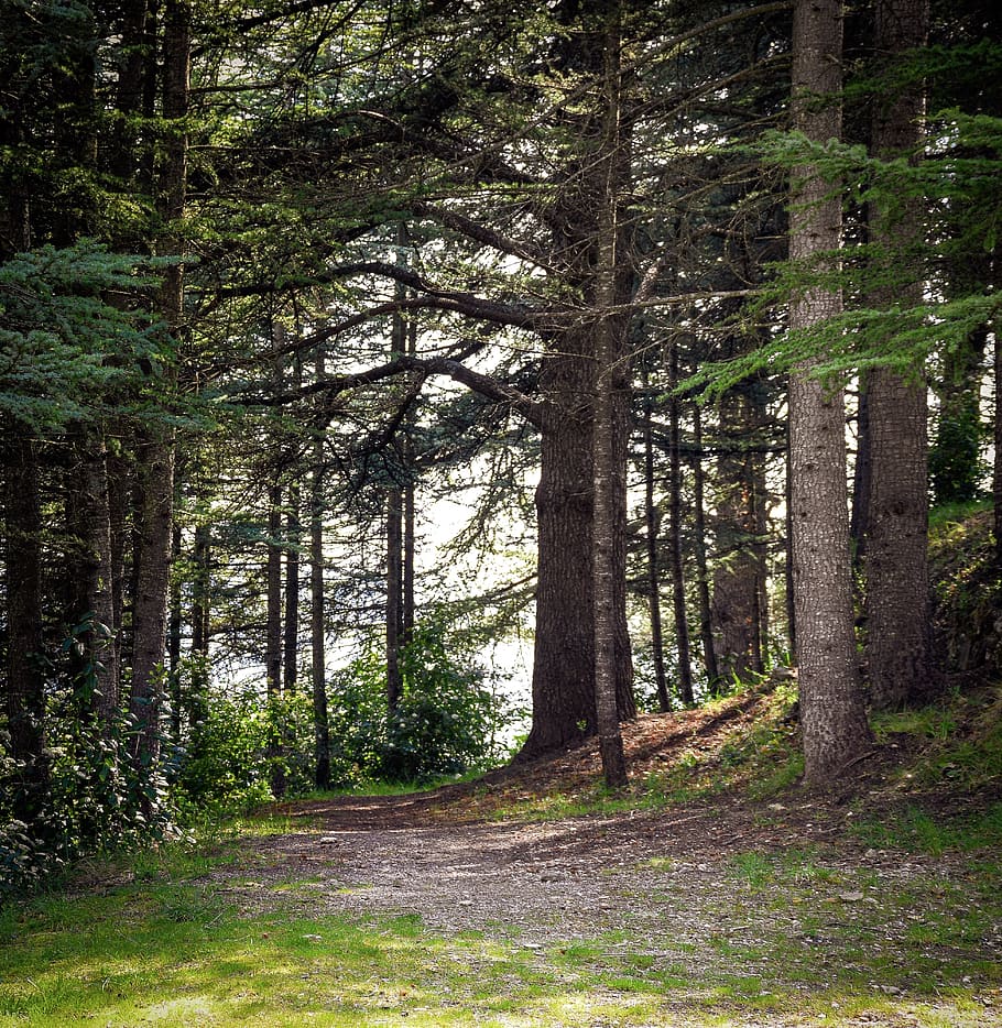 forest, woods, clearing, path, nature, trees, mystical, leaves HD wallpaper
