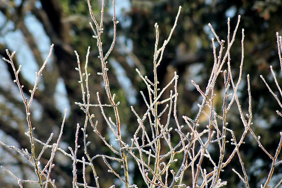 frost, winter, cold, frozen, january, nature, tree, white, frosty HD wallpaper