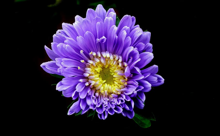 flower, aster, blue, garden, nature, summer, the petals, closeup HD wallpaper