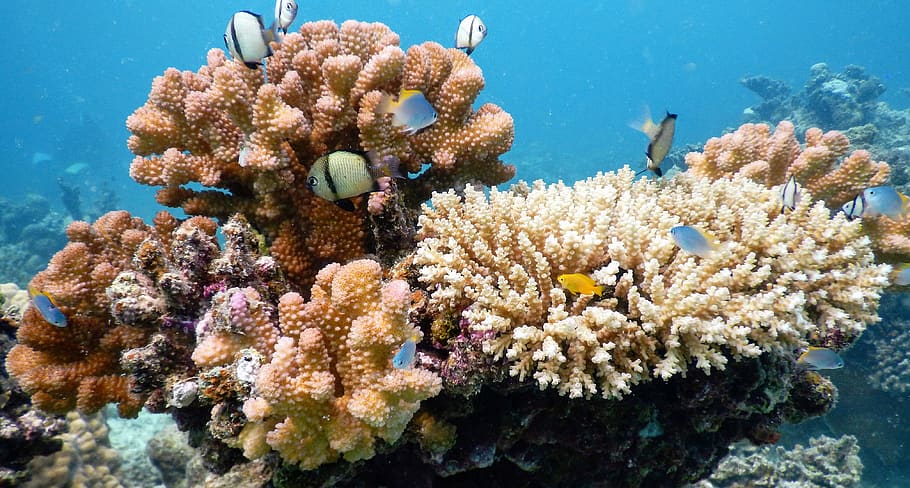 japan, ishigaki, ocean, fish, tropic, coral, reef, dive, underwater HD wallpaper