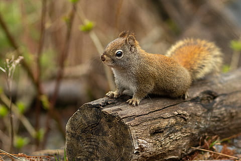 brown squirrel on tree log, animal, mammal, rodent, leconte, united states HD wallpaper
