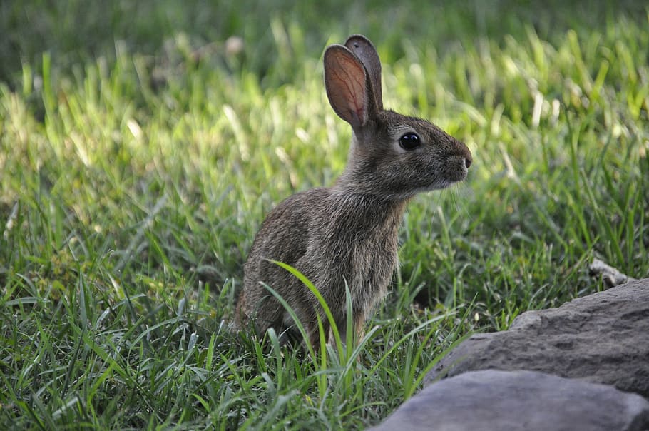 spring, bunny, rabbit, easter, caution, grass, animal themes HD wallpaper