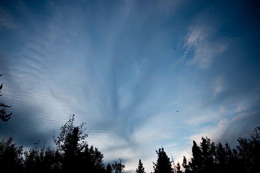 canada, saskatchewan, tree, plant, sky, cloud - sky, beauty in nature HD wallpaper