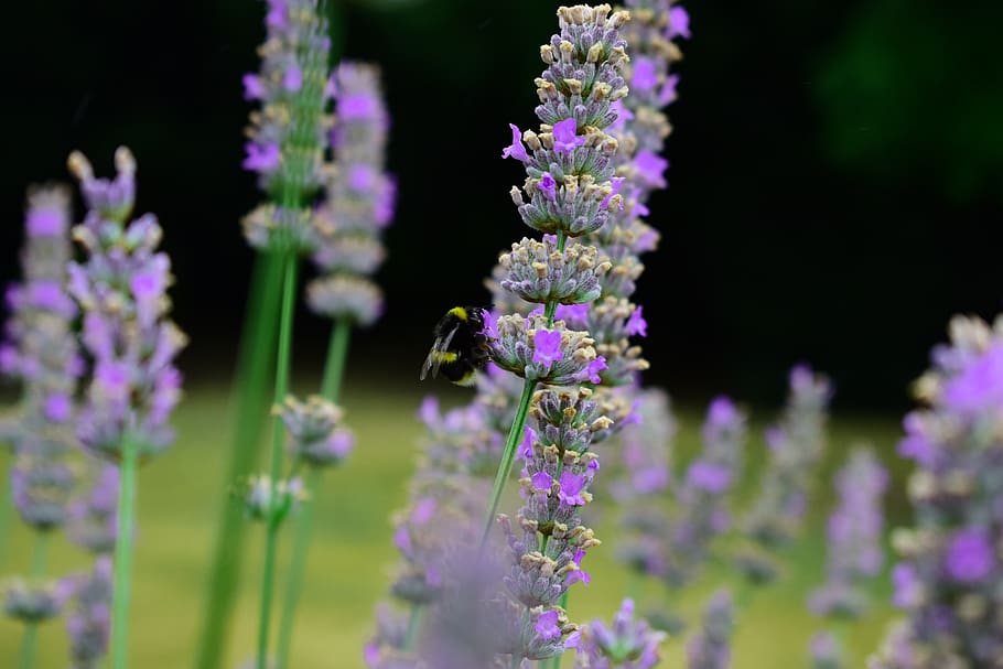 bee, lavender, pollination, nature, plant, purple, garden, flower HD wallpaper