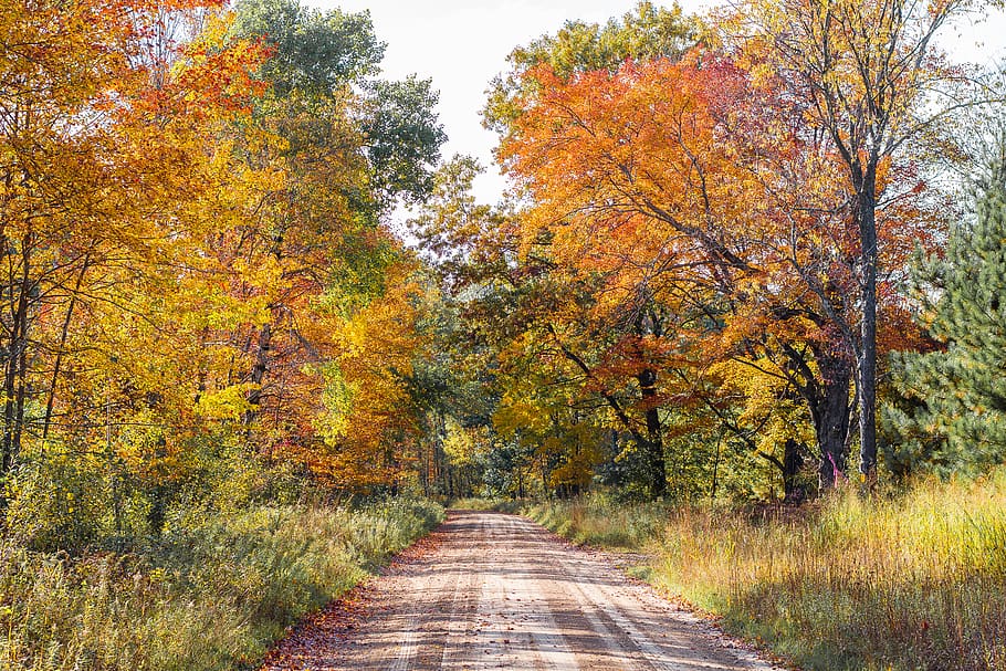 maple leaf during daytime, gravel, road, dirt road, 3600 buchanan rd HD wallpaper