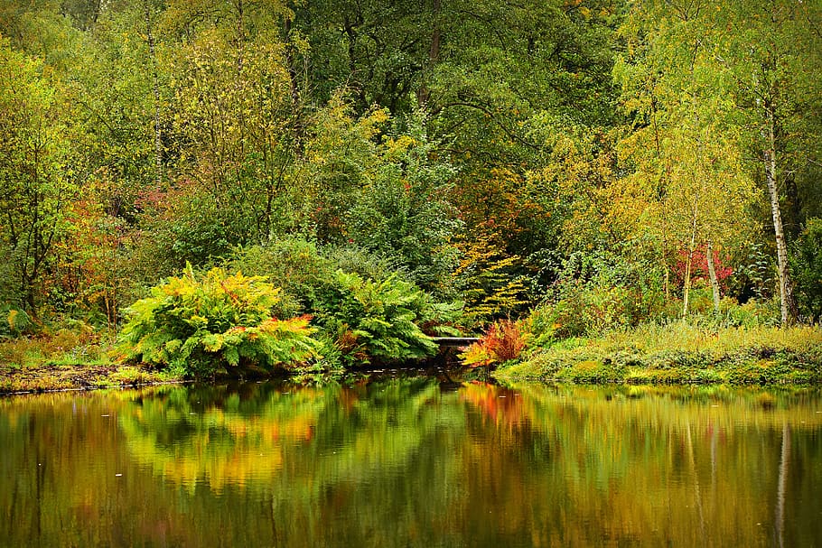 pond, water, tree, vegetation, reflection, banks, park, serene HD wallpaper