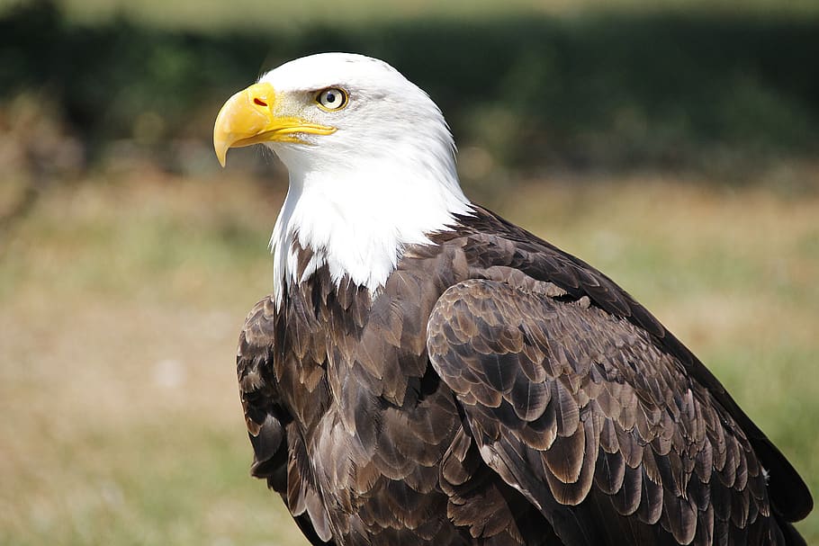 bald eagle, adler, raptor, bill, nature, heraldic animal, portrait HD wallpaper