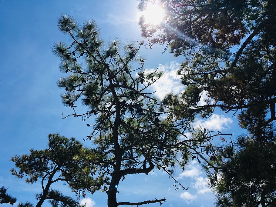 tree, plant, tree trunk, fir, abies, flare, light, manteo, 374 airport rd HD wallpaper