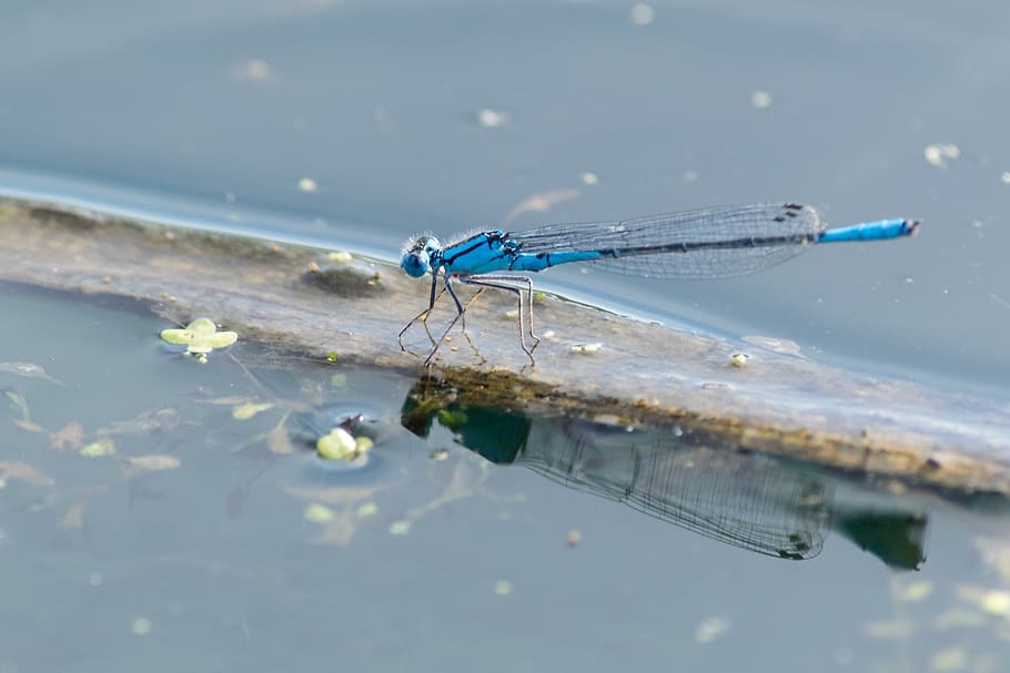 damselfly, pond, nature, insect, wildlife, summer, wetland HD wallpaper
