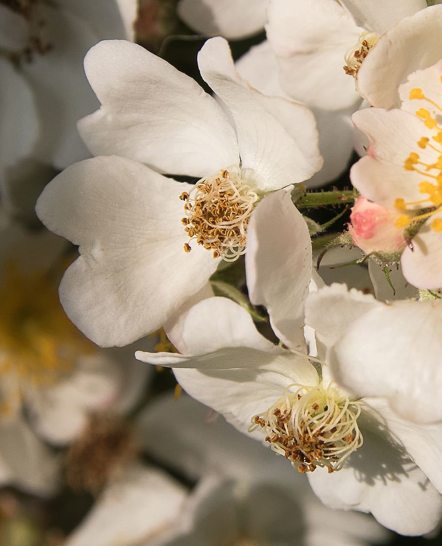 flower, blossom, bloom, plant, spring, white flowers, flowering plant HD wallpaper
