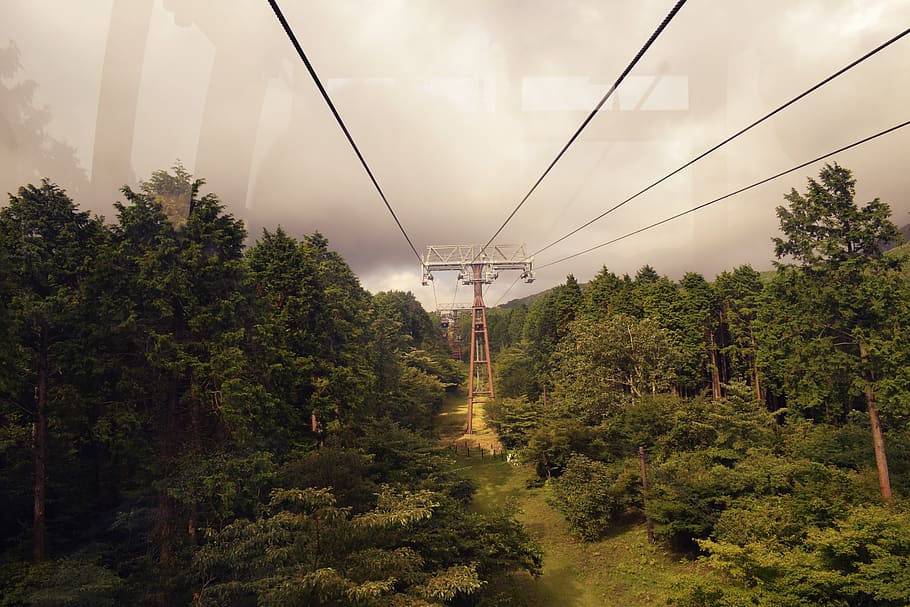japan, tree, plant, growth, cable, sky, connection, nature HD wallpaper