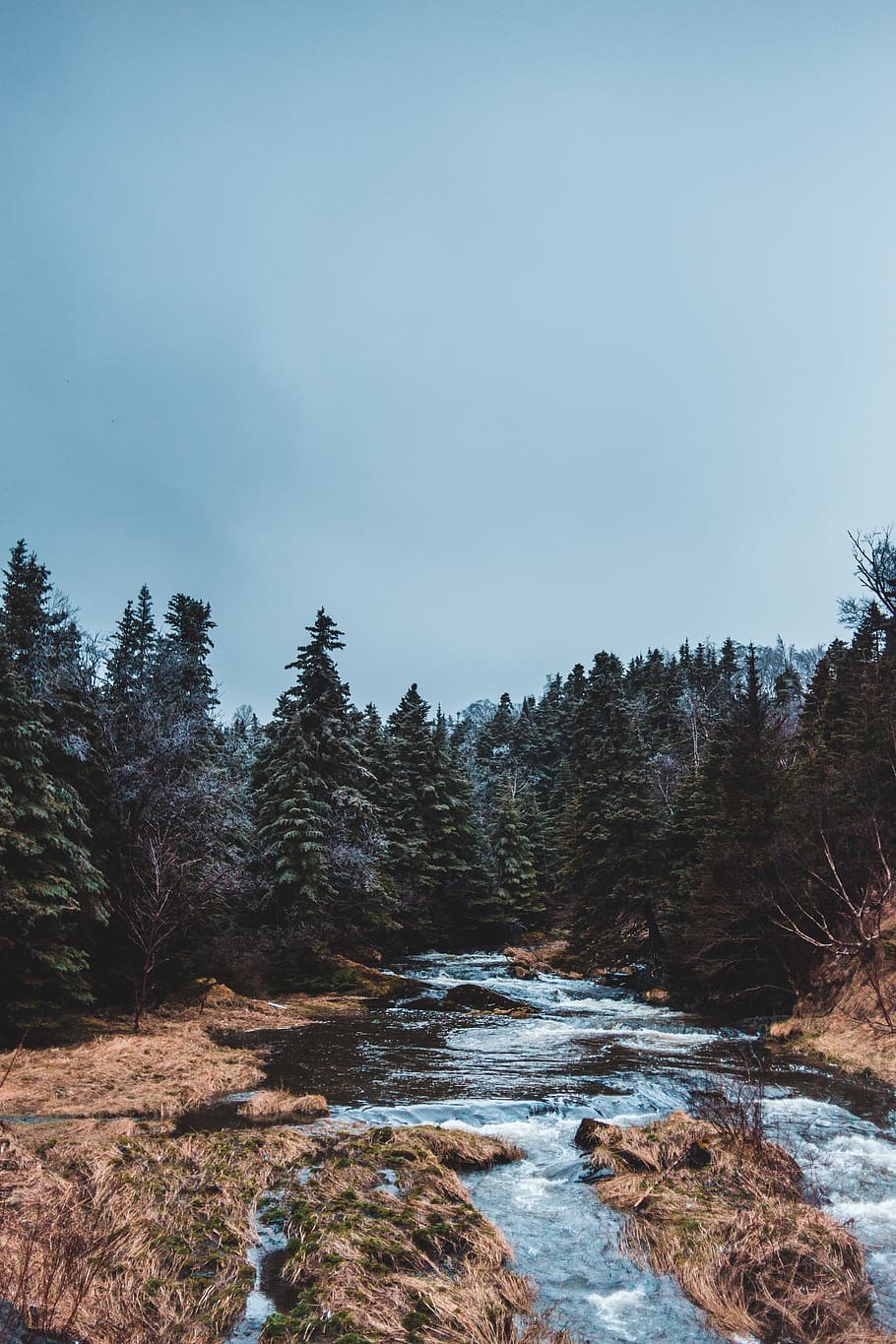 river surrounded of trees, plant, fir, abies, water, nature, outdoors HD wallpaper