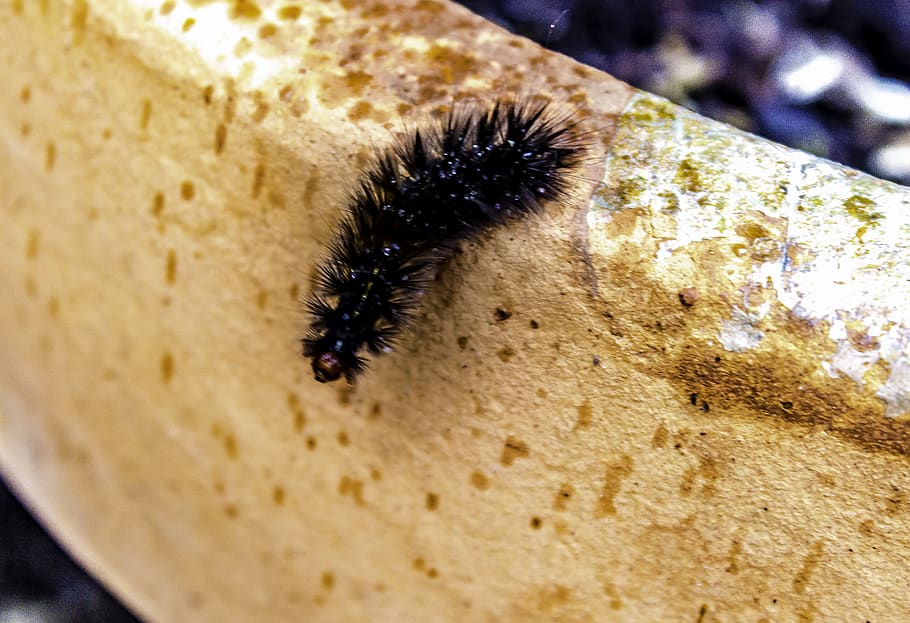 australia, perth, earth, chrysalis, weather, garden, caterpillar HD wallpaper