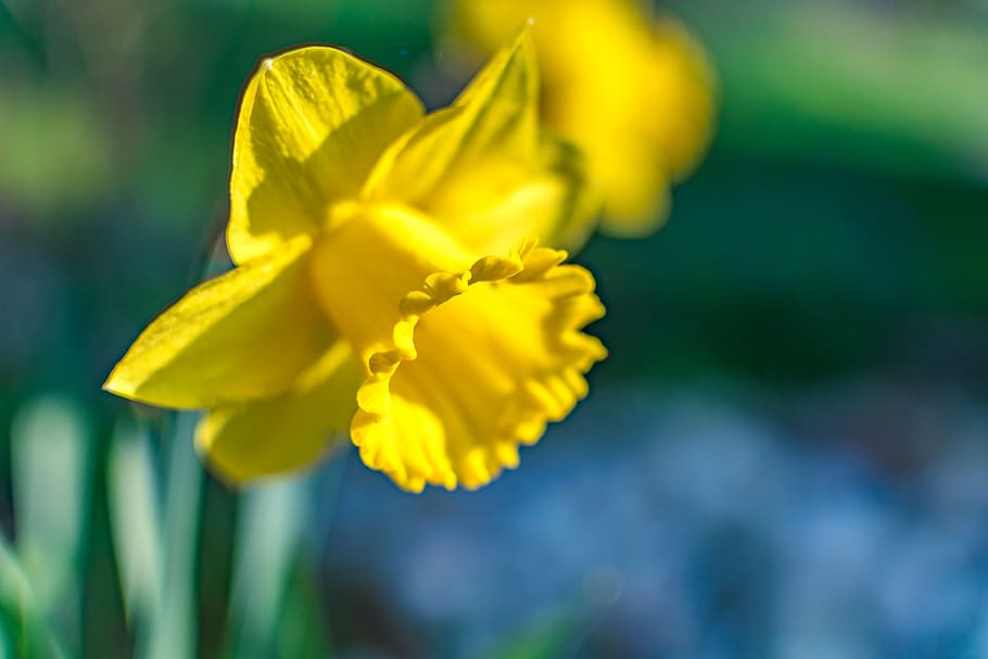 flower, daffodil, easter, yellow, spring, blossom, bloom, close up HD wallpaper