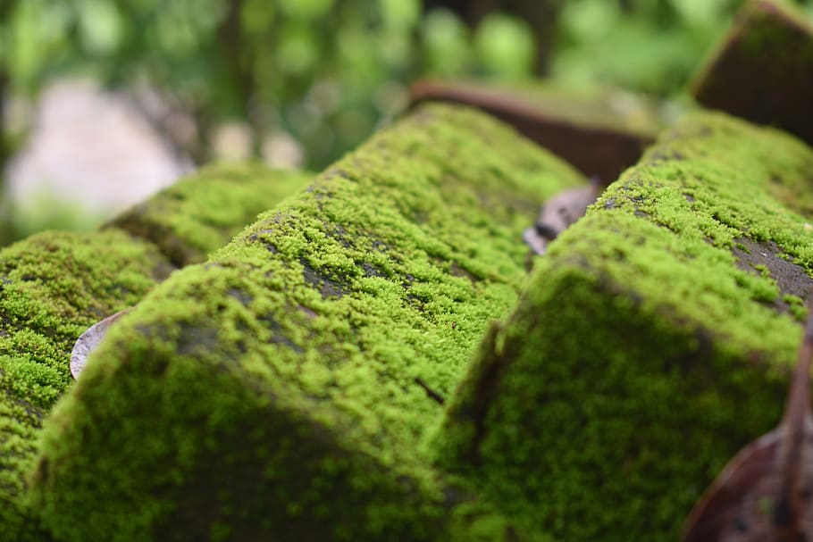 mossy brick, texture, weathered, nature, aged, green color HD wallpaper