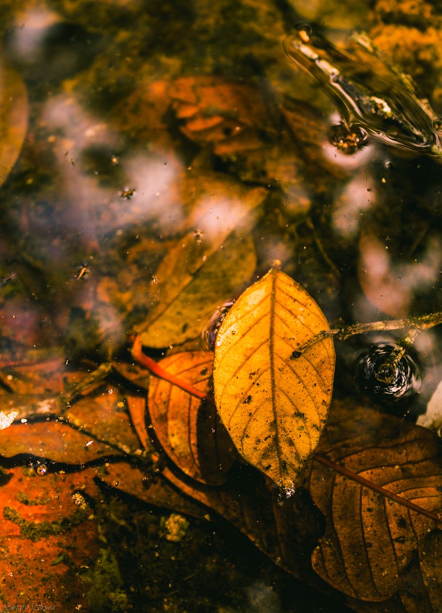 leaf, lake, trees, nature, abstract, water, colors, plant part HD wallpaper