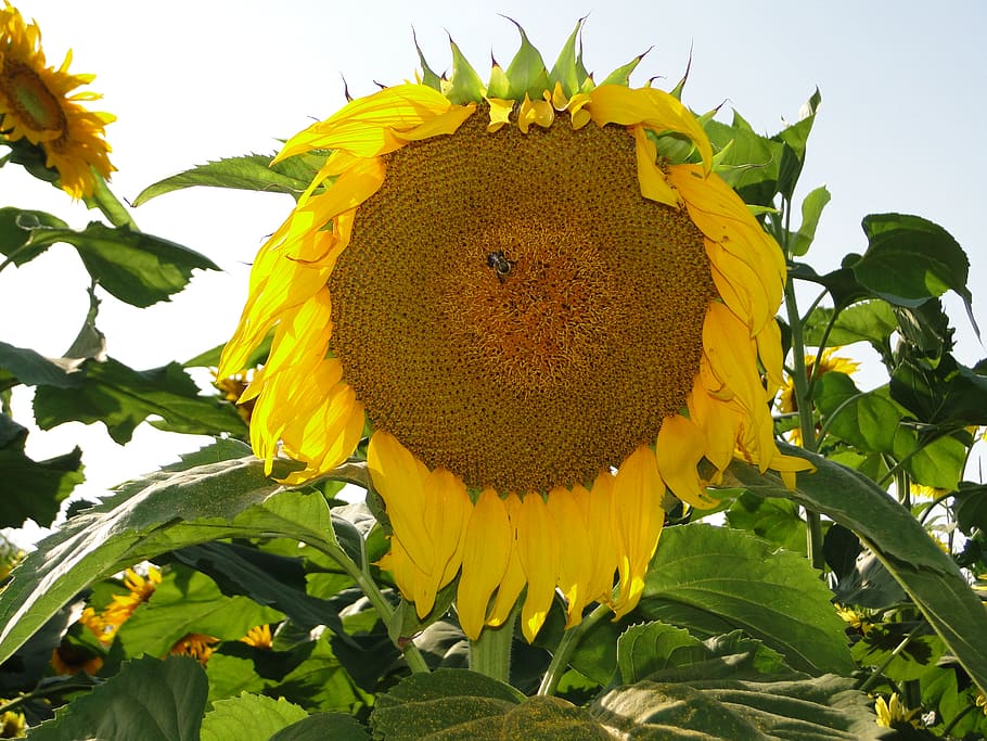 sunflower, bee, plant, flowering plant, yellow, growth, flower head HD wallpaper