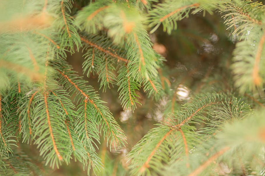 green pine tree, plant, conifer, fir, abies, spruce, larch, market HD wallpaper