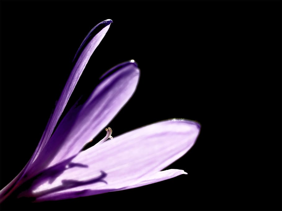Purple Floer, bloom, blossom, crocus, flora, flower, macro, pistil HD wallpaper