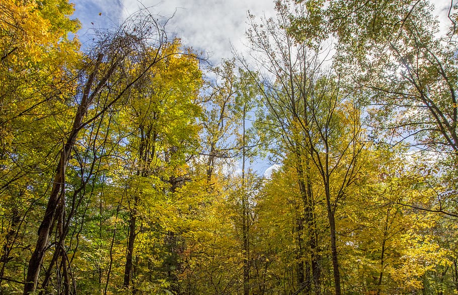 fall, autumn, trees, yellow, leaves, park, plant, forest, beauty in nature HD wallpaper