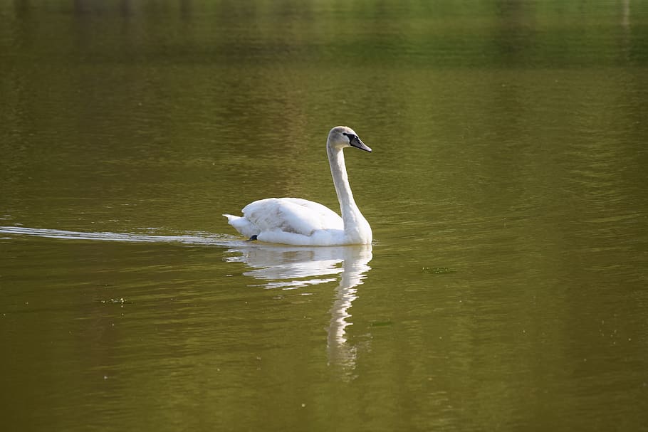 schwan, svan, swan, white, bird, nature, lake, water, mirroring HD wallpaper