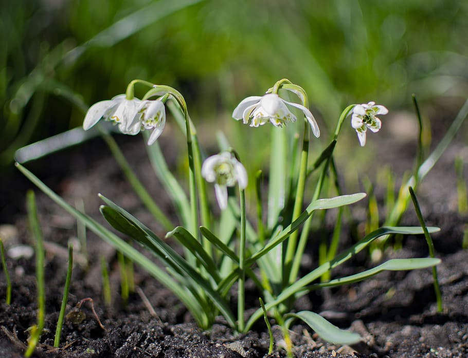 flowers, snowdrops, spring, bloom, garden, white, blossom, petal HD wallpaper