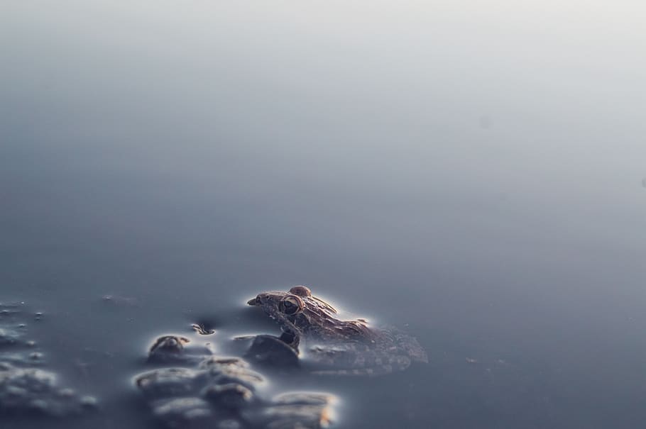 kenya, water, nature, no people, beauty in nature, tranquility HD wallpaper