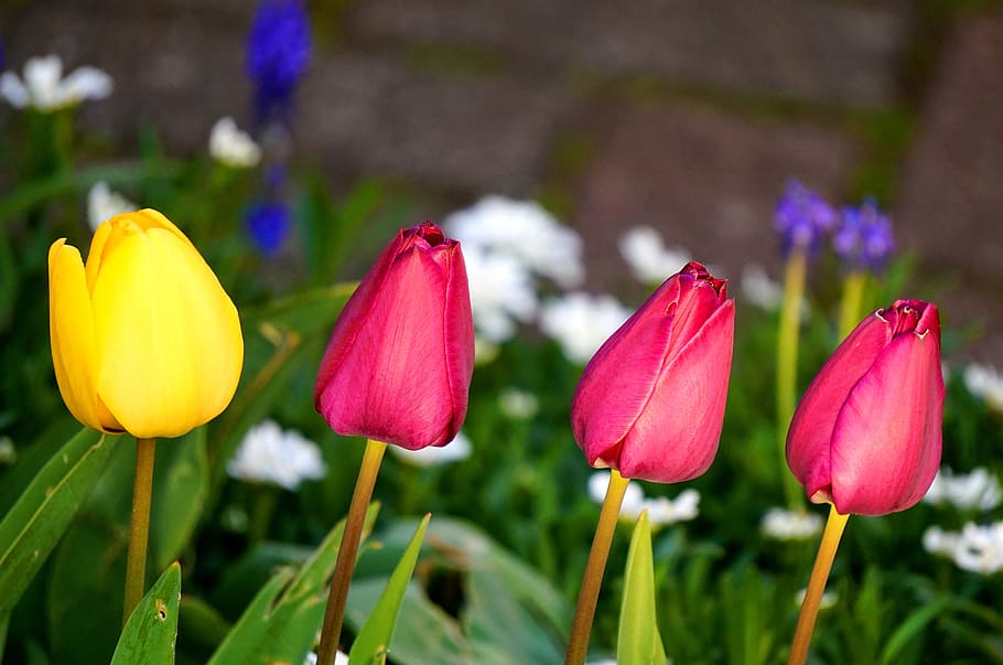 tulips, blossom, bloom, spring, flowers, flora, nature, flowering plant HD wallpaper