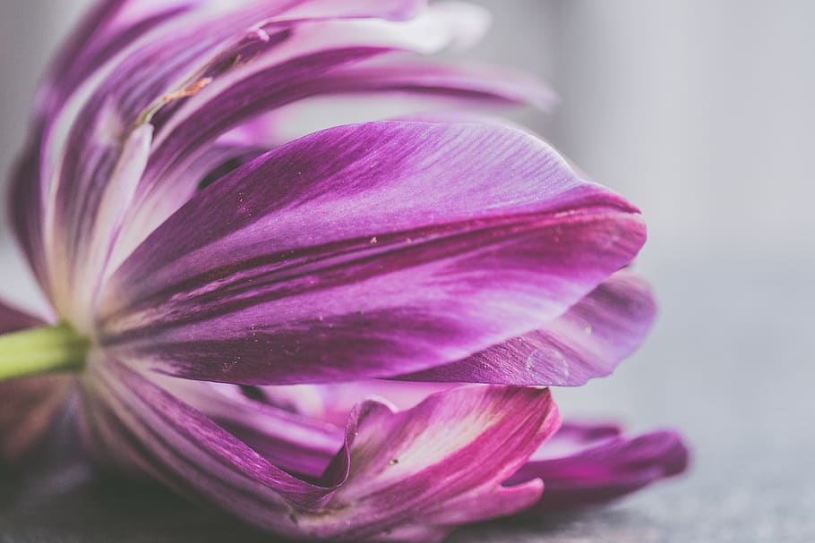 Tilt Shift Photo of Purple Flower, background, beautiful, bloom HD wallpaper